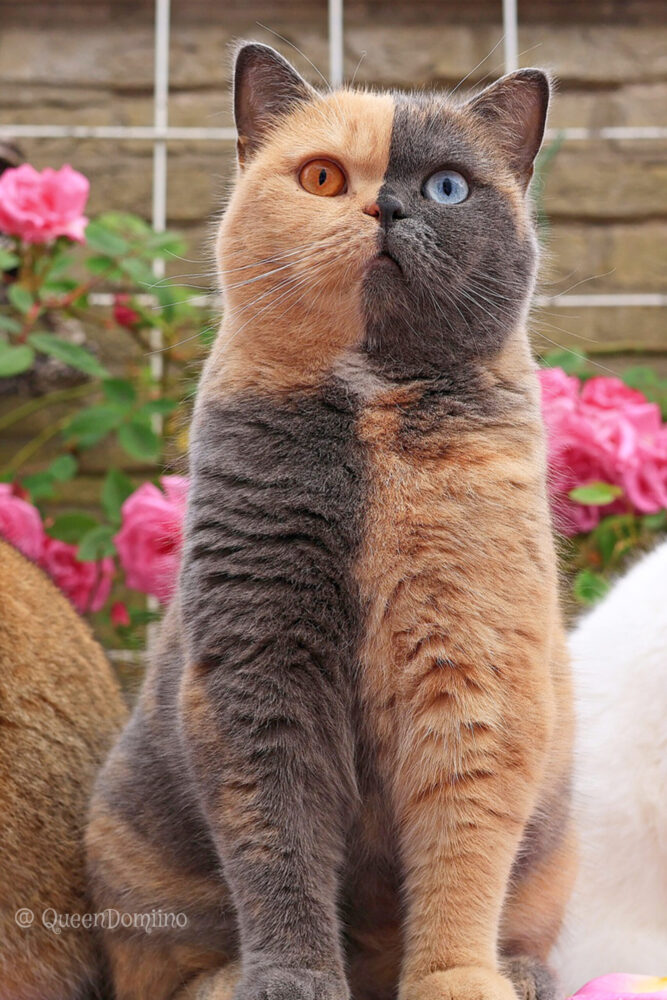 Two-faced and chimera cats – what causes this striking phenomenon?