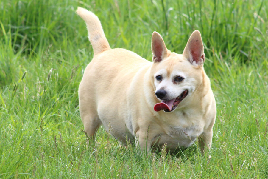 Tackling Obesity in Dogs and Cats — With Simple Low-Cal Recipes to Try