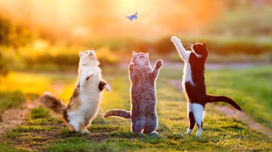 7 Cat Care Tips for National Cat Lovers’ Month (and Every Day)