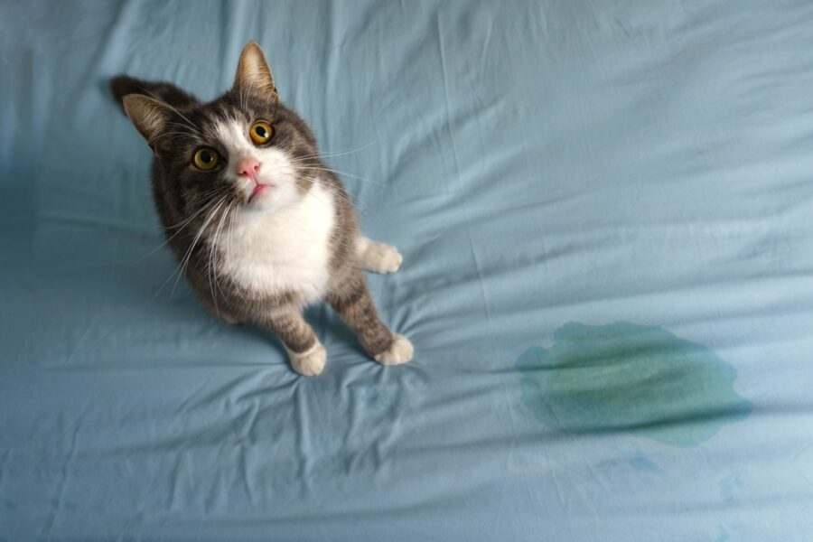 6 Most Common Reasons Cats Pee Outside the Litter Box