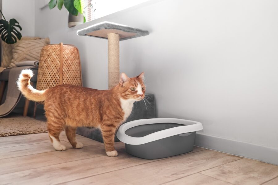 8 Reasons to Try Grass Seed Cat Litter