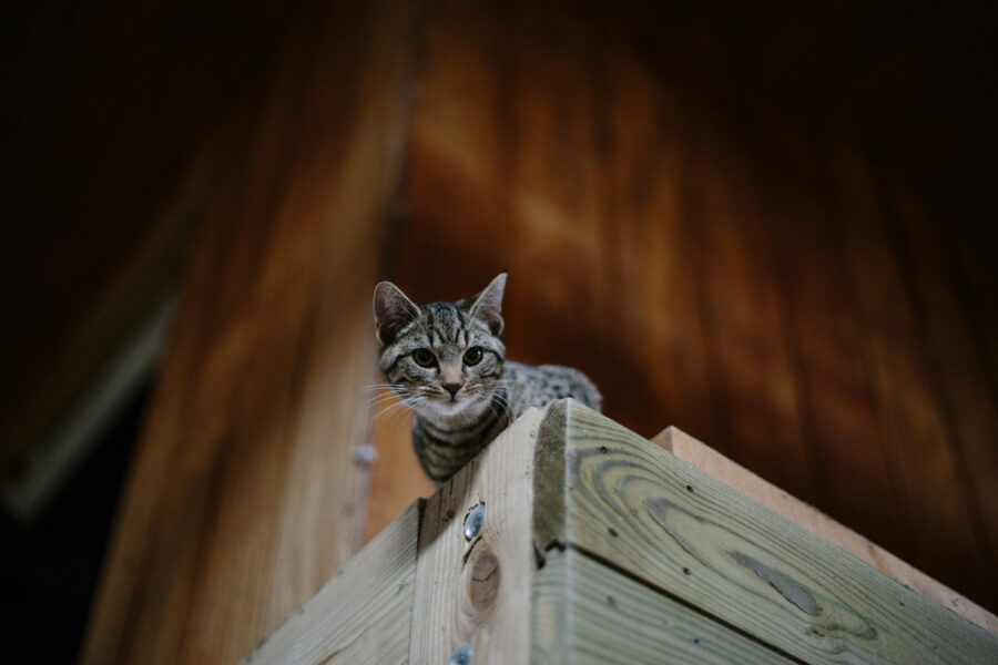 Saving Unsocialized Cats Through Working Cats Programs